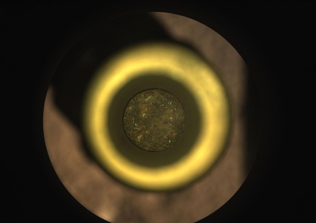 Il campione di roccia all’interno del tubo di titanio (fonte: NASA/JPL-Caltech) © ANSA