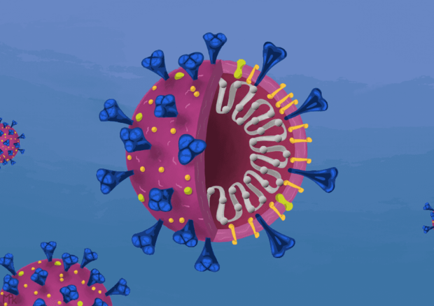 Schema di una particella del virus SarsCoV2 e del suo materiale genetico (fonte:  Innovative Genomics Institute) © Ansa