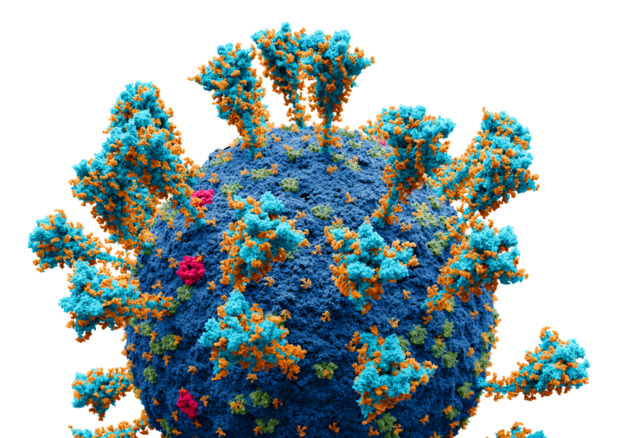Modello atomico del virus SarsCoV2 (fonte: Alexey Solodovnikov (Idea, Producer, CG, Editor), Valeria Arkhipova (Scientific Сonsultant), da Wikipedia) © Ansa