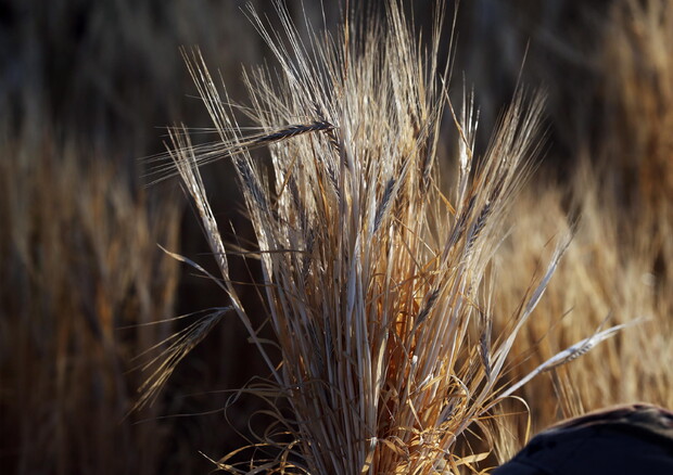 Ue, rischi raccolto, 25mln tonnellate grano lascino Ucraina © EPA