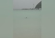 Cagliari, squalo verdesca nuota vicino a riva al Poetto © ANSA