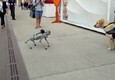 Salone Nautico, cane robot a spasso all'Arsenale di Venezia (ANSA)