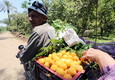 Apricots harvest in Al-Amar village, Egypt (ANSA)