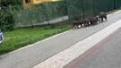 Roma, famiglia di cinghiali sulla pista ciclabile (ANSA)