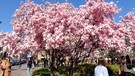 Magnolie in fiore a Milano, lo spettacolo in piazza Tommaseo (ANSA)