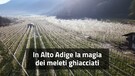 In Alto Adige la magia dei meleti ghiacciati (ANSA)
