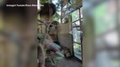 Baby bradipo nasce in diretta ripreso da un visitatore (ANSA)