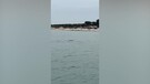 Avvistato e filmato un rarissimo esemplare di foca monaca nel Foggiano (ANSA)