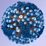 Il virus dell'influenza (fonte: CDC)