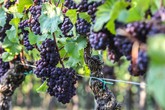 Produttori vino a Ue, servono fondi extra (ANSA)