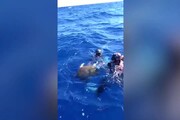 Sardegna, salvate due tartarughe Caretta Caretta