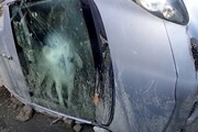 Frana a Casamicciola, il cane intrappolato nell'auto dei padroni dispersi
