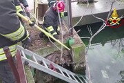 Verona, lupo intrappolato in un canale in centro: salvato