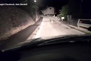 Automobilista incontra un lupo in un paese sopra Trento