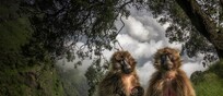 Le scimmie gelada su un altopiano nei Monti Simien in Etiopia (fonte: ©Marco Gaiotti, Wildlife Photographer of the Year)