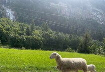 La pecora Fortunata e il suo agnellino (da Facebook) (ANSA)