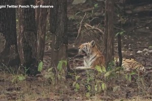 India in lutto per la morte della tigre Supermamma (ANSA)