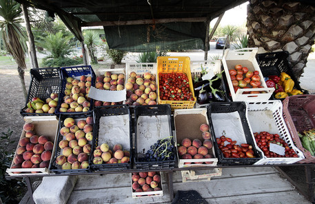 Raccolta di frutta e verdura © ANSA