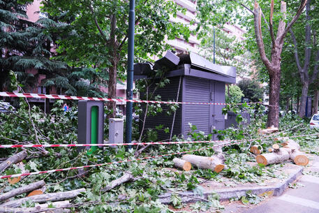 Maltempo: caduta albero a Torino © ANSA