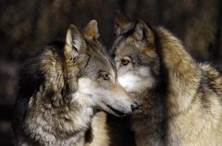 Alcuni esemplari di lupo (archivio) © ANSA