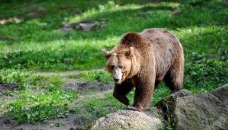 S� delle commissioni ad usare spray al peperoncino anti orso (ANSA)