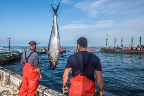 Tradizionale pesca del tonno in Spagna