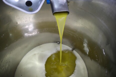 "Aziende aperte" dell'olio d'oliva per Giornata del Made in Italy