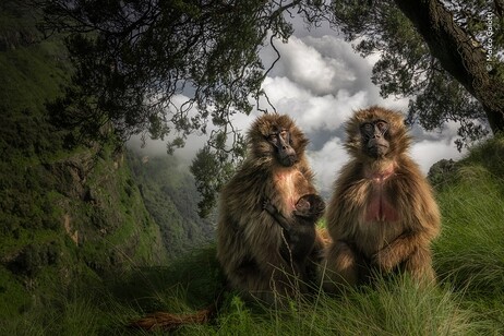 Le scimmie gelada su un altopiano nei Monti Simien in Etiopia (fonte: ©Marco Gaiotti, Wildlife Photographer of the Year)