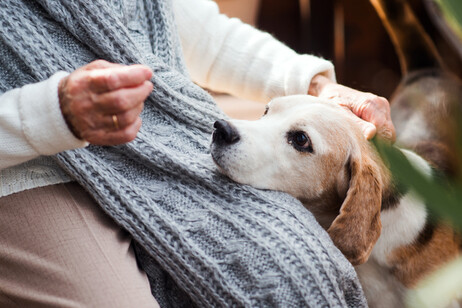 Over 65, un cucciolo può aiutare a ritrovare la salute