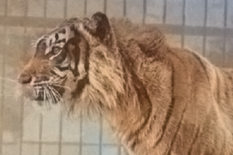 Particolare della foto di una tigre di Giava scattata prima del 1942 nello zoo di Londra (fonte: FW Bond - morto nel 1942, via Wikipedia)