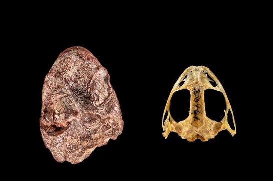Il cranio di Kermitops a confronto con quello di una rana moderna (fonte: Brittany M. Hance, Smithsonian)