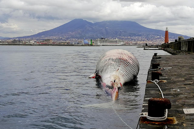 Balenottera di Sorrento forse uccisa da un virus © Ansa