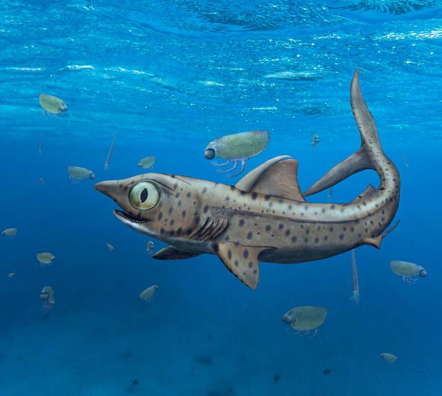 Rappresentazione artistica di uno squalo vissuto fra 300 e 400 milioni di anni fa. I suoi denti più grandi erano visibili solo se spalancava la bocca (fonte: Christian Klug, UZH)
