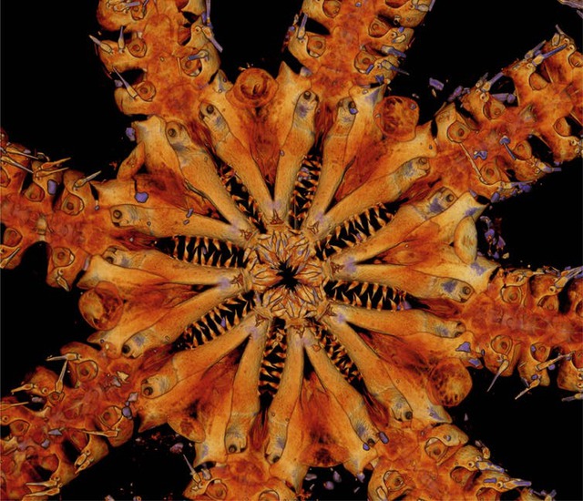 La stella marina Ophiojura, scoperya nel 2011 nel Pacifico sud-occidentale. Ha otto braccia lunghe 10 centimetri e piene di spine e denti aguzzi nelle mascelle (fonte: J. Black/University of Melbourne)