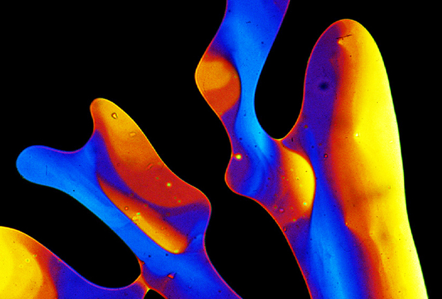 Cristalli liquidi visti al microscopio (fonte: John Goodby, The Liquid Crystal Group, The University of Hull)