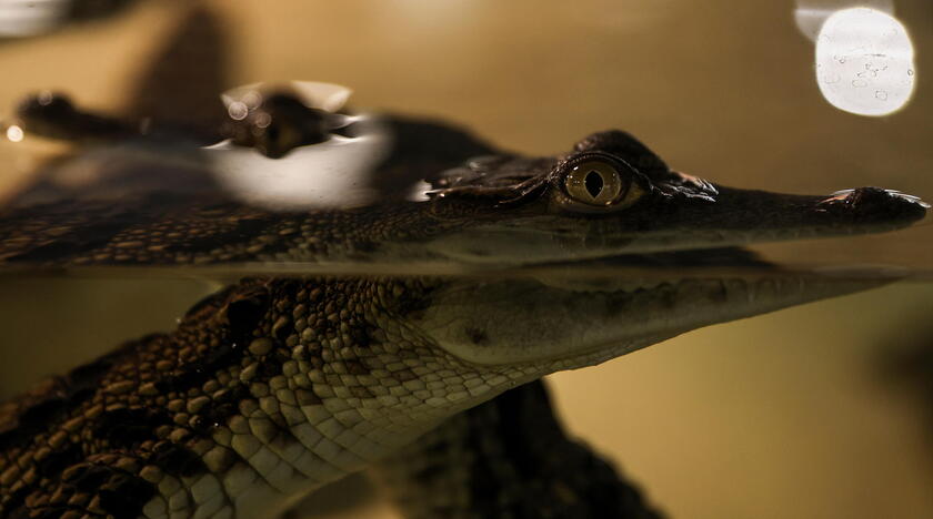 Opening of the Dubai Crocodile Park © ANSA/EPA