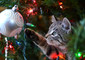 Le palle dell'albero di Natale, una grande tentazione per i gatti foto iStock. © Ansa