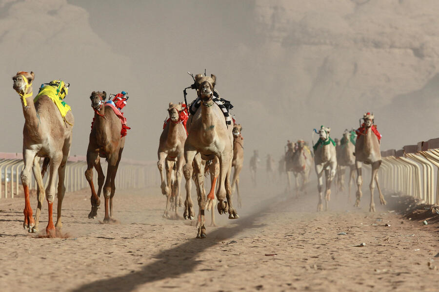 Giordania, la corsa dei cammelli © AFP
