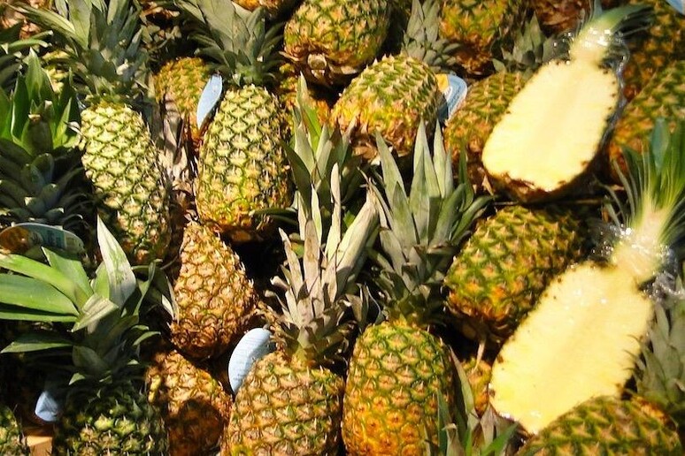 Ananas Orsero - RIPRODUZIONE RISERVATA