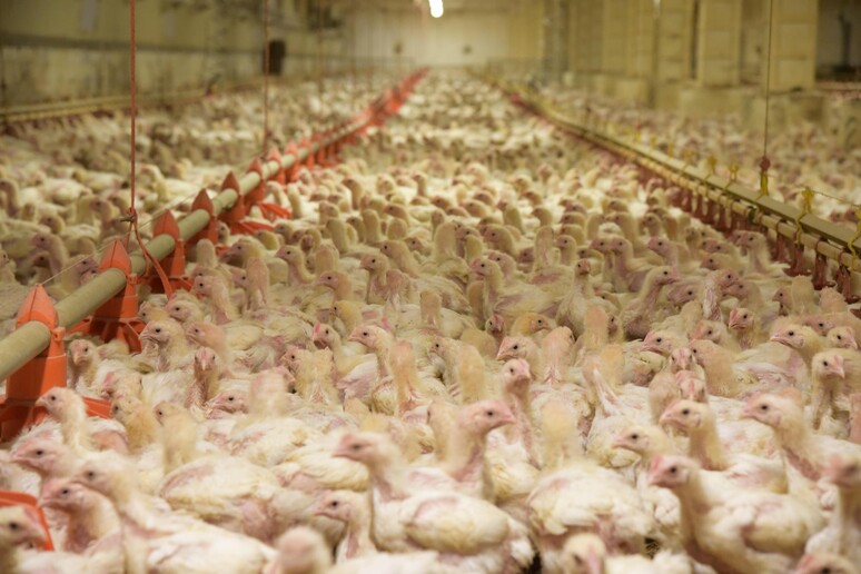 Allevamento intensivo di polli in Italia - RIPRODUZIONE RISERVATA