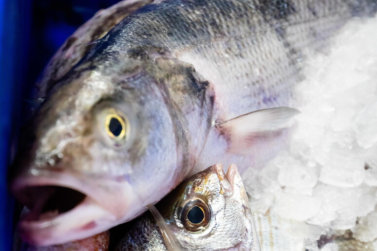 Covid: Car, consumi di pesce nelle tavole delle feste +20% © ANSA/EPA