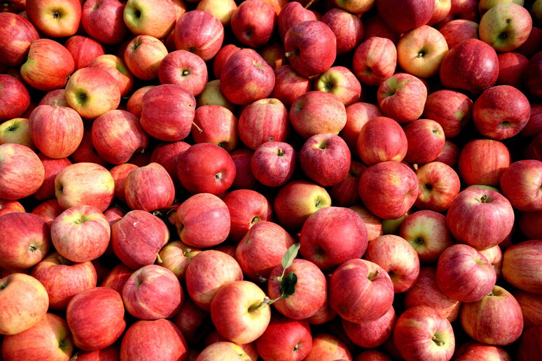 Mercato delle mele da tavola in crescita a gennaio 2021 - RIPRODUZIONE RISERVATA