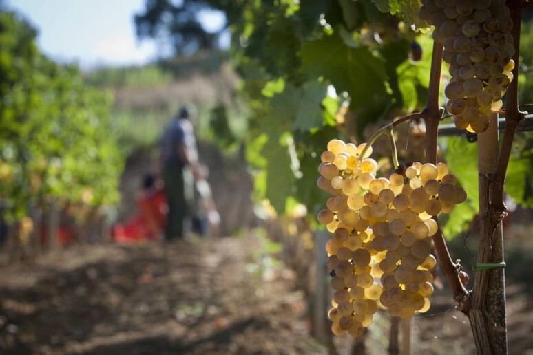 Vinitaly: crescita robusta post-Covid per vini e alcolici - RIPRODUZIONE RISERVATA