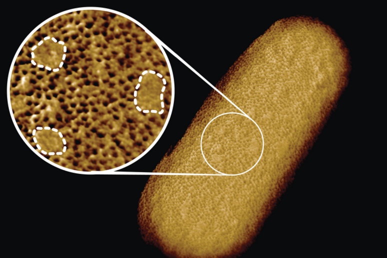 Immagine al microscopio di un batterio E. coli vivente. Una fitta rete di proteine ​​è interrotta da isole lisce e prive di proteine ​​(indicate da linee tratteggiate nell 'inserto). credit: Benn et al. UCL - RIPRODUZIONE RISERVATA