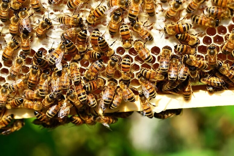 Le api possono diventare ‘sentinelle’ contro il virus SarsCoV2 (fonte: Pixabay) - RIPRODUZIONE RISERVATA