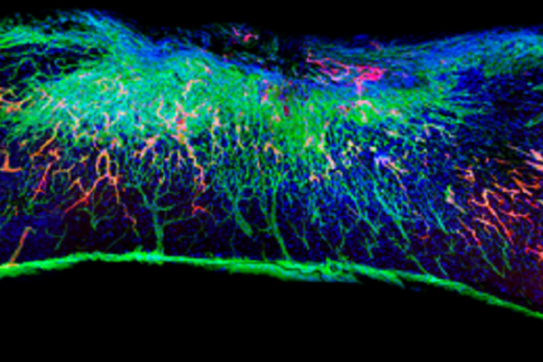 Sezione del midollo spinale con la nuova terapia. In rosso i vasi sanguigni rigenerati (fonte: Samuel I. Stupp Laboratory/Northwestern University) - RIPRODUZIONE RISERVATA