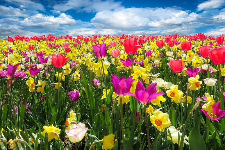 I colori dei fiori cambiano con il clima (fonte: Pixabay) - RIPRODUZIONE RISERVATA