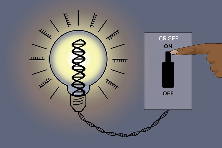 La tecnica CRISPRoff regola l 'espressione dei geni senza alterare il Dna (fonte: J. Cook-Chrysos/Whitehead Institute) - RIPRODUZIONE RISERVATA