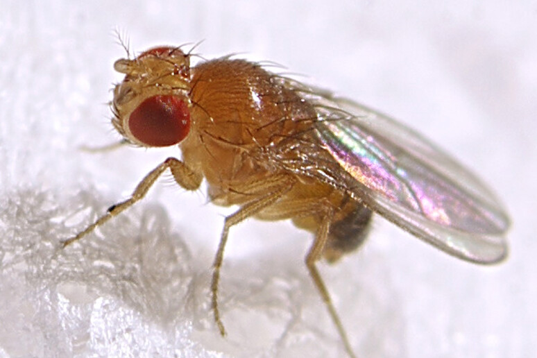 Un moscerino della frutta (fonte: Max Westby da Flickr) - RIPRODUZIONE RISERVATA