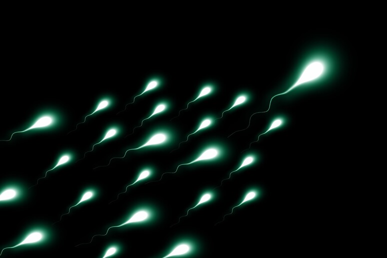 Rappresentazione artistica di spermatozoi (fonte: Gerd Altmann da Pixabay) - RIPRODUZIONE RISERVATA